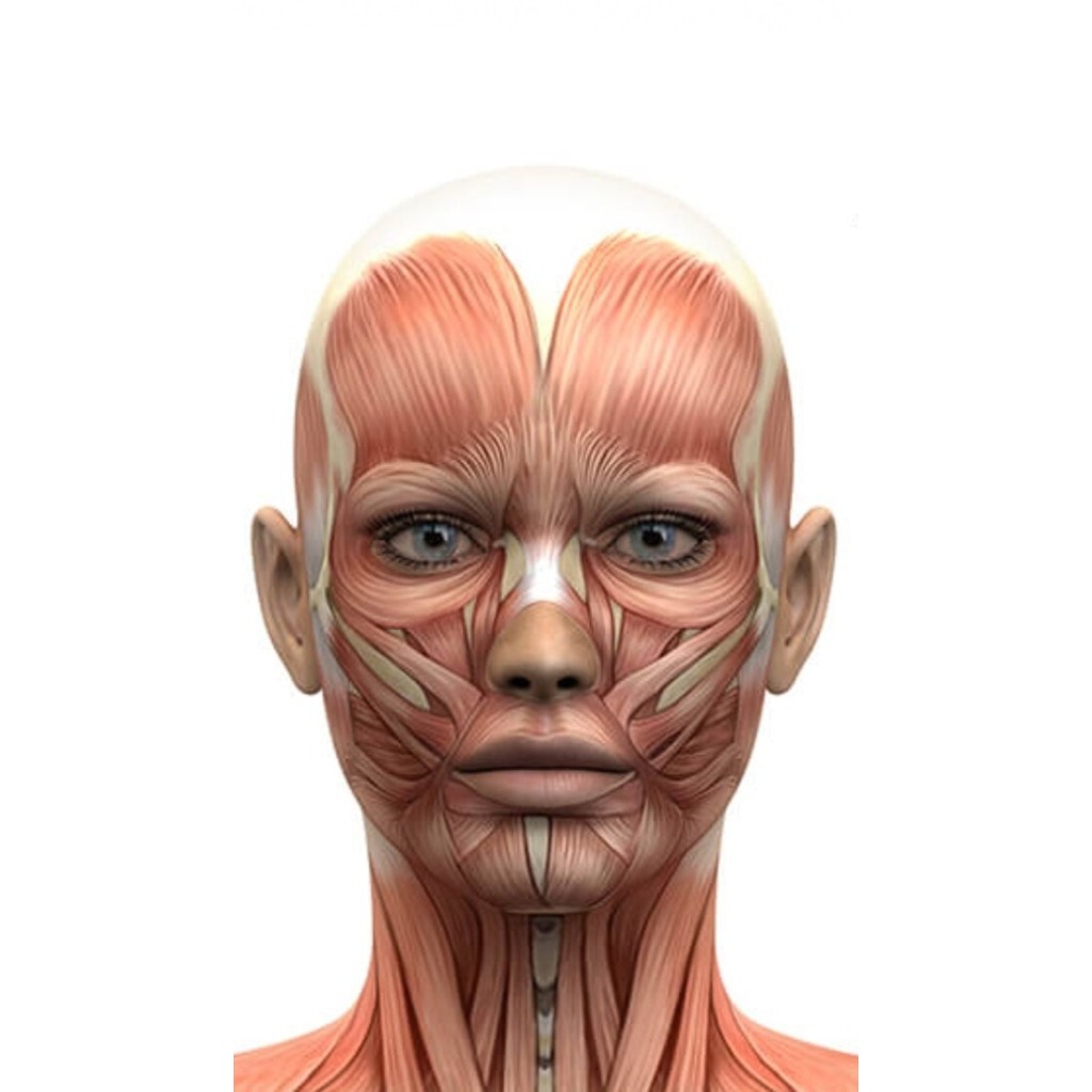 Anatomy & Physiology